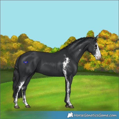 Horse Color:Black Sabino 