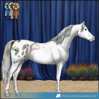 Horse Color:Liver Red Dun Mushroom Sabino Appaloosa Brindle 