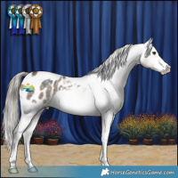 Horse Color:Liver Red Dun Mushroom Sabino Appaloosa Brindle 