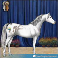 Horse Color:Liver Red Dun Mushroom Sabino Appaloosa Brindle