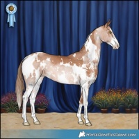 Horse Color:White Spotted Brown Pearl Sabino