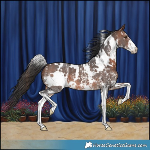 Horse Color:White Spotted Brown Sabino 
