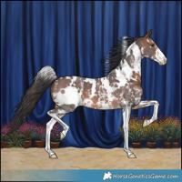 Horse Color:White Spotted Brown Sabino