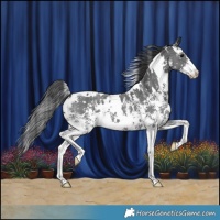 Horse Color:White Spotted Black Sabino 