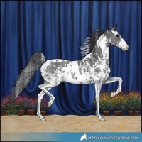 Horse Color:White Spotted Black Sabino