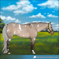 Horse Color:White Spotted Silver Brown Dun Appaloosa Rabicano 