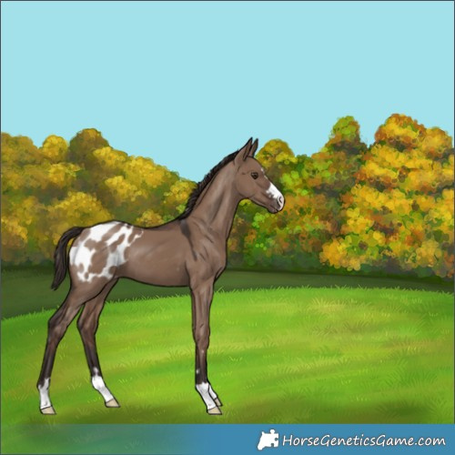 Horse Color:Liver Red Dun Appaloosa 