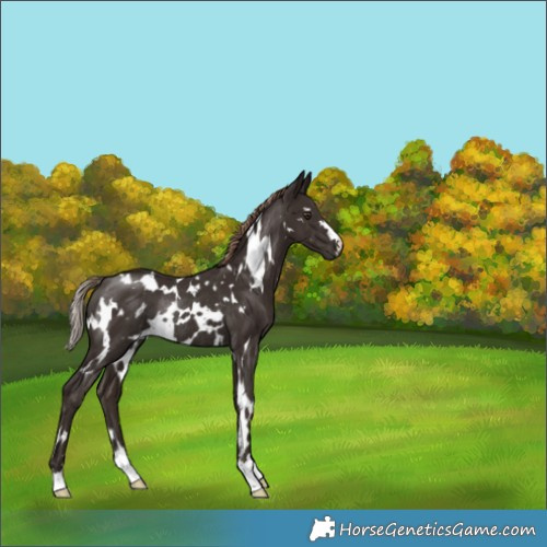 Horse Color:White Spotted Liver Chestnut Rabicano 