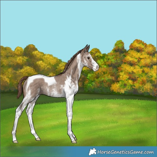 Horse Color:White Spotted Liver Red Dun Tobiano Rabicano 