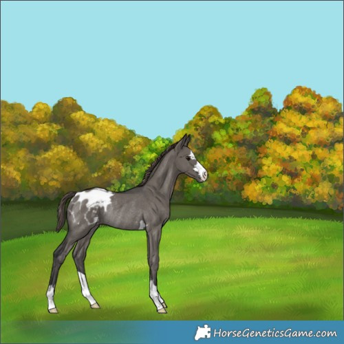 Horse Color:Grullo Mushroom Varnish Rabicano 