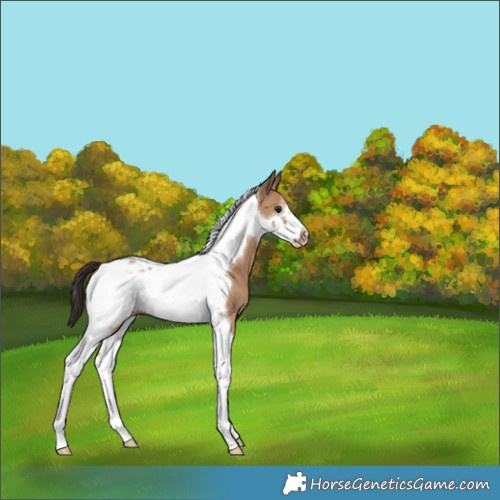 Horse Color:Bay Dun Tobiano Frame 