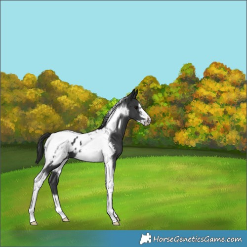Horse Color:Black Mushroom Tobiano Frame Appaloosa 