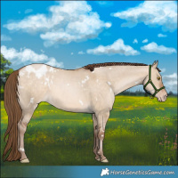 Horse Color:White Spotted Bay Pearl Dun Appaloosa Rabicano 