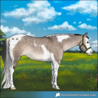 Horse Color:Brown Dun Splash Tobiano Appaloosa 