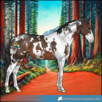 Horse Color:White Spotted Brown Sabino 