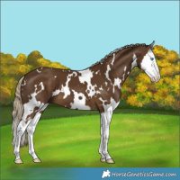 Horse Color:White Spotted Chocolate Palomino Splash 