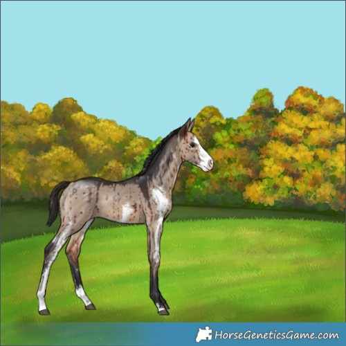 Horse Color:Bay Dun Sabino Brindle
