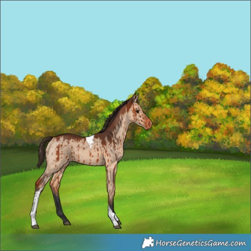 Horse Color:Bay Dun Tobiano Varnish Brindle 