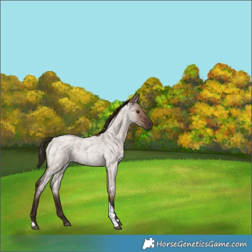 Horse Color:Liver Red Dun Roan Tobiano 