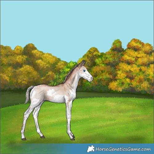 Horse Color:Liver Red Dun Pearl Sabino Splash Tobiano 
