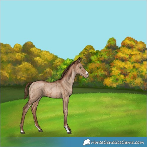 Horse Color:Brown Pearl Dun Sabino Brindle