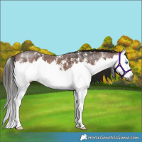 Horse Color:Gray Bay Sabino Splash 