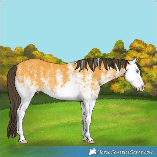 Horse Color:White Spotted Buckskin Splash Rabicano 