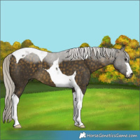 Horse Color:Silver Buckskin Tobiano 