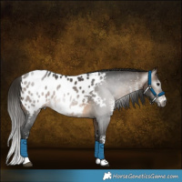 Horse Color:Gray Buckskin Sabino Appaloosa Rabicano 