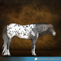 Horse Color:Gray Buckskin Sabino Near Leopard Rabicano 
