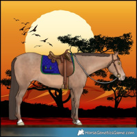 Horse Color:Amber Champagne 
