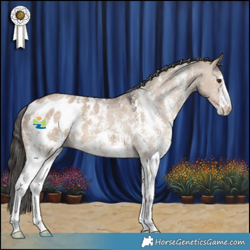 Horse Color:Liver Red Dun Sabino Appaloosa 