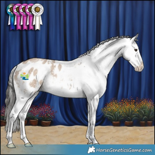 Horse Color:Liver Red Dun Sabino Appaloosa 