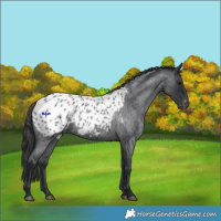 Horse Color:Blue Roan Appaloosa 