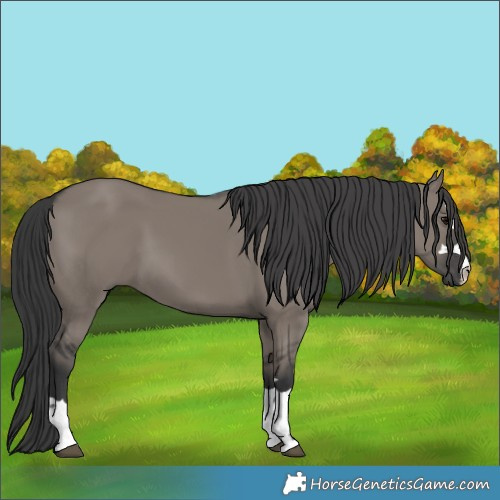 Horse Color:Grullo