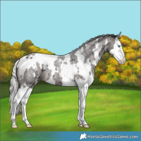 Horse Color:White Spotted Silver Brown Roan Splash 