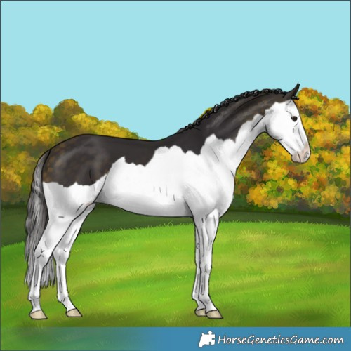 Horse Color:Buckskin Splash 
