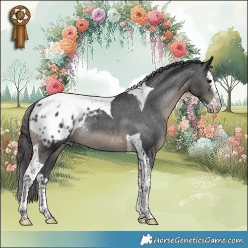 Horse Color:Black Splash Tobiano Appaloosa 