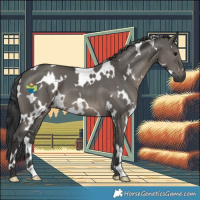 Horse Color:White Spotted Grullo 