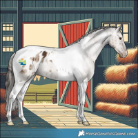 Horse Color:Liver Red Dun Tobiano Appaloosa Brindle 