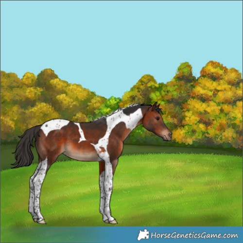 Horse Color:Brown Tobiano 