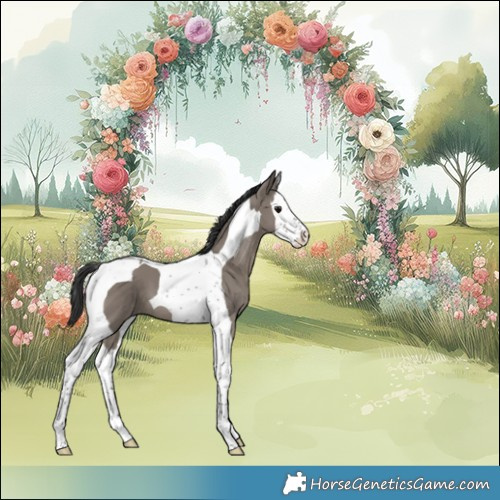 Horse Color:Grullo Splash Tobiano 
