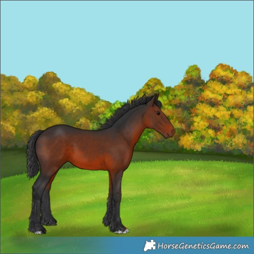 Horse Color:Brown 