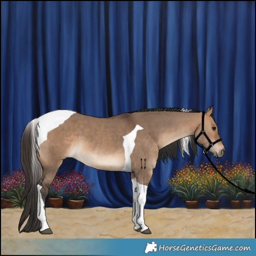 Horse Color:Bay Dun Tobiano
