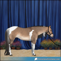 Horse Color:Bay Dun Tobiano 