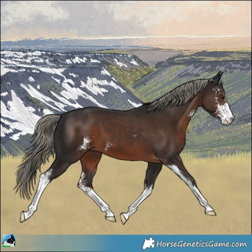 Horse Color:Liver Chestnut Mushroom Sabino 