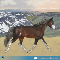 Horse Color:Liver Chestnut Mushroom Sabino 