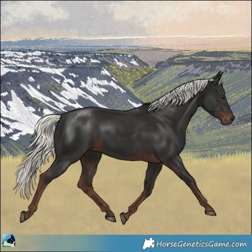 Horse Color:Liver Chestnut Mushroom 