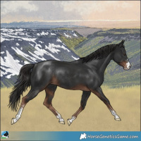 Horse Color:Liver Chestnut Sabino Rabicano 