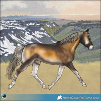 Horse Color:Chocolate Palomino Onyx Mushroom Rabicano 
